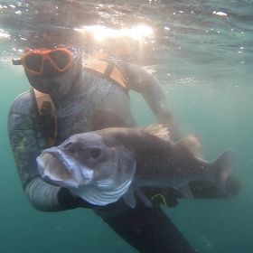 Bar en pêche sous-marine