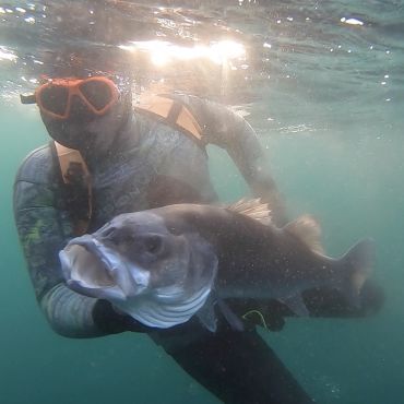 Bar en pêche sous-marine
